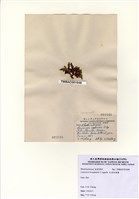 藏品(紅羽凹頂藻)的圖片